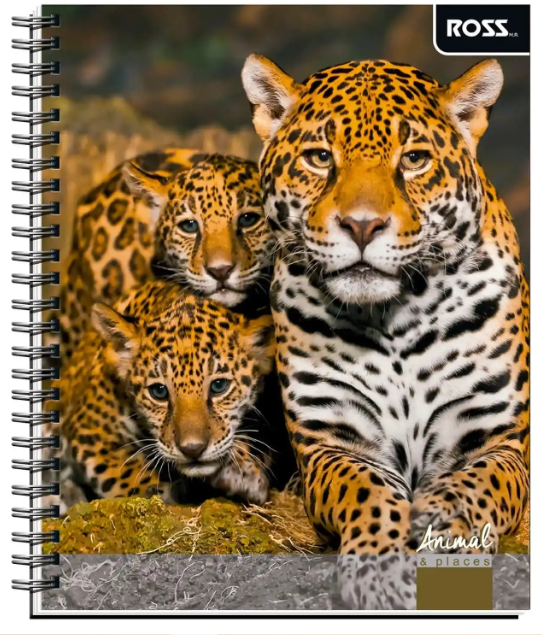 Cuaderno Universitario Croquis Tigre 100 Hojas ROSS